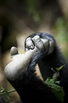 Eastern lowland gorilla (Gorilla beringei graueri) hand and foot of young gorilla