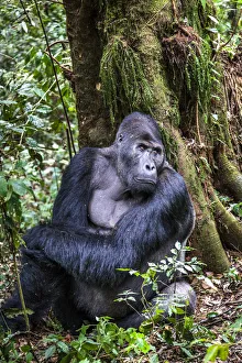 Eastern lowland gorilla (Gorilla beringei graueri) silverback named Chimanuka, Kahuzi-Biega