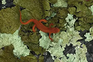 Maryland Prints: Eastern newt (Notophthalmus viridescens) red eft
