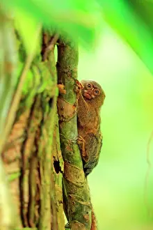 Callitrichidae Prints: Eastern pygmy marmoset (Cebuella niveiventris) clinging to a vine in the Amazon rainforest