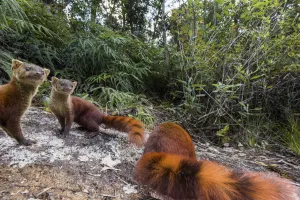 Eastern Ring-tailed Vontsira (Galidia elegans elegans) (endemic family Eupleridae)