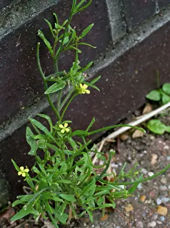 Mustard Prints: Eastern rocket (Sisymbrium orientale) in flower