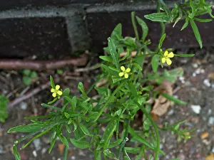 Mustard Prints: Eastern rocket (Sisymbrium orientale) in flower