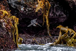 Eastern rockhopper penguin (Eudyptes chrysocome filholi) mid-fall after jumping off rocky ledge to get to sea, surrounded by Bull kelp (Durvillaea antarctica), Auckland Island, Auckland Island, Sub-Antarctic Islands, New Zealand, Southern Ocean