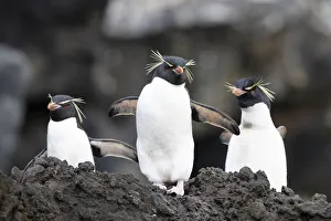 Eudyptes Prints: Eastern rockhopper penguins (Eudyptes chrysocome filholi), Auckland Island, December