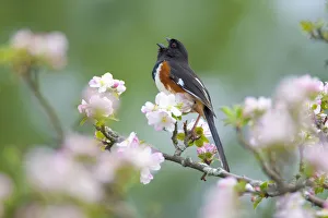 Songbirds Prints: Eastern / Rufous-sided towhee (Pipilo erythrophthalmus), male singing, perched amongst