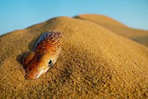 Middle East Prints: Eastern sandfish (Scincus mitranus) covered in sand on sand dune, Sharjah, UAE. Captive