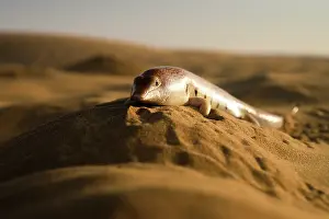 Middle East Prints: Eastern sandfish (Scincus mitranus) on sand dune, portrait, Sharjah, UAE. Captive