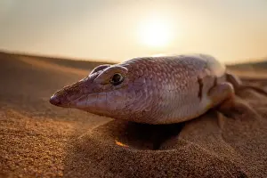Middle East Prints: Eastern sandfish (Scincus mitranus) on sand dune, portrait, Sharjah, UAE. Captive