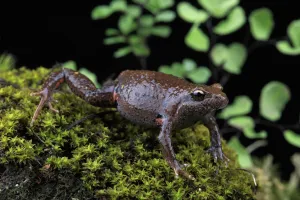 Eastern smooth frog (Geocrinia victoriana) from Flowerdale