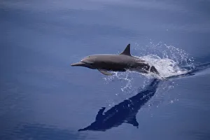 Images Dated 5th April 2005: Eastern spinner dolphin {Stenella longirostris orientalis} W Mexico, Pacific
