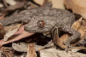 Eastern spiny tailed gecko (Strophurus williamsi) in leaf litter at night, Inglewood
