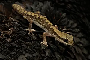 Gecko Prints: Eastern stone gecko (Diplodactylus vittatus) portrait, Crows Nest, Queensland, Australia