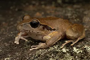 New South Wales Prints: Eastern stony creek frog (Litoria wilcoxii) female