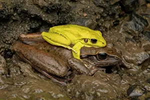 Amplexus Prints: Eastern stony creek frogs (Litoria wilcoxii) pair in amplexus
