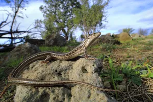 Eastern striped skink (Ctenotus spaldingi) Merri Creek corridor, Melbourne, Victoria, Australia Eastern striped skink (Ctenotus spaldingi) Merri Creek corridor, Melbourne, Victoria, Australia