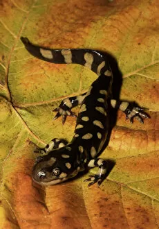 Images Dated 13th February 2020: Eastern tiger salamander (Ambystoma tigrinum) North Florida, USA. December