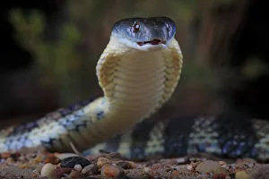 2019 July Highlights Collection: Eastern tiger snake (Notechis scutatus) female, Yarra River corridor in suburban Melbourne