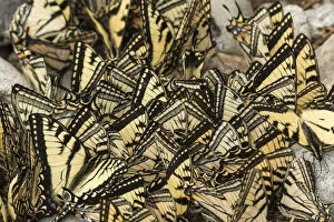 Eastern tiger swallowtail butterflies (Papilio glaucus) puddling, New Brunswick, Canada