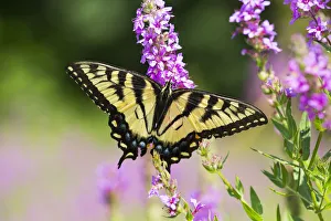 Images Dated 7th August 2015: Eastern tiger swallowtail butterfly (Papilio glaucus) female, nectaring on Purple Loosestrife