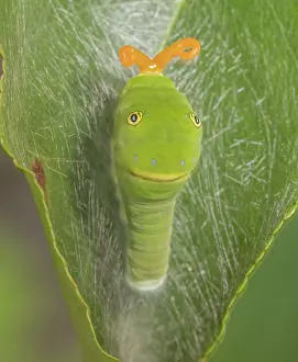 Lepidopterans Prints: Eastern tiger swallowtail (Papilio glaucus) caterpillar resting on leaf