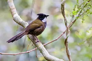 Queensland Prints: Eastern whipbird (Psophodes nigrogularis) perched on branch