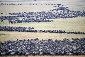 Migration Collection: Eastern White-bearded Wildebeest (Connochaetes taurinus) migrating herds, Masai Mara