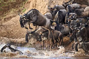 Eastern White-bearded Wildebeest (Connochaetes taurinus) jumping into Mara river on migration