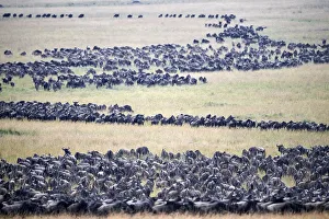 Eastern White-bearded Wildebeest (Connochaetes taurinus) migrating herds, Masai Mara