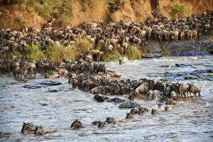 Migration Gallery: Eastern White-bearded Wildebeest herd (Connochaetes taurinus) crossing the Mara River