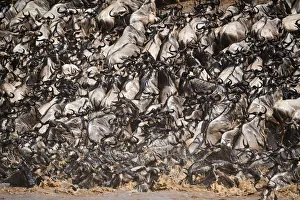 Eastern White-bearded Wildebeest herd (Connochaetes taurinus) climbing bank after crossing river