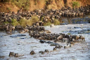 Eastern White-bearded Wildebeest herd (Connochaetes taurinus) crossing the Mara River