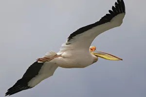 Images Dated 8th May 2009: Eastern white pelican (Pelecanus onolocratus) in flight, Danube Delta, Romania, May 2009
