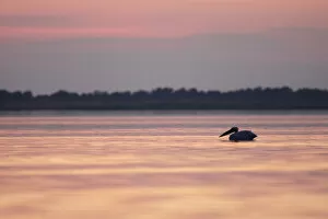 Images Dated 9th May 2009: Eastern white pelican (Pelecanus onolocratus) silhouetted at sunset, Danube Delta