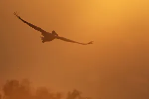 Eastern white pelican (Pelecanus onolocratus) in flight, silhouetted, Danube Delta