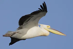 Wings Prints: Eastern white pelican (Pelecanus onolocratus) in flight, Danube Delta, Romania, May 2009