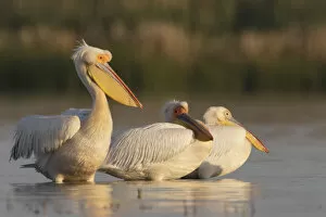 Images Dated 11th May 2009: Three Eastern white pelicans (Pelecanus onolocratus) in the Danube Delta, Romania