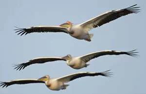 Images Dated 11th May 2009: Three Eastern white pelicans (Pelecanus onolocratus) in flight, Danube Delta, Romania