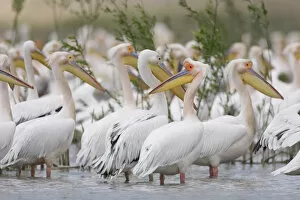 Images Dated 8th May 2009: Eastern white pelicans (Pelecanus onolocratus) in the Danube Delta, Romania, May 2009