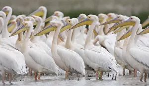 Images Dated 8th May 2009: Eastern white pelicans (Pelecanus onolocratus) Danube Delta, Romania, May 2009