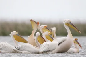 Images Dated 8th May 2009: Eastern white pelicans (Pelecanus onolocratus) feeding, Danube Delta, Romania, May 2009
