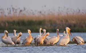 Images Dated 8th May 2009: Eastern white pelicans (Pelecanus onolocratus) preening in shallow water, Danube Delta