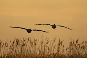 Images Dated 10th May 2009: Two Eastern white pelicans (Pelecanus onolocratus) in flight, silhouetted at sunset