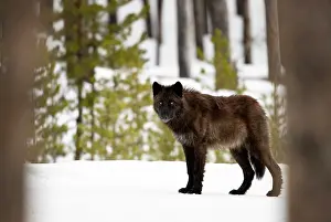 Wolf Prints: Eastern wolf (Canis lupus lycaon) black colour morph