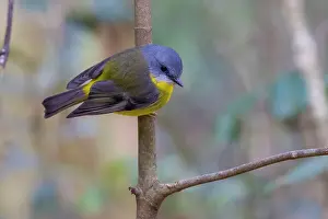 Petroicidae Prints: Eastern yellow robin (Eopsaltria australis) perched on branch