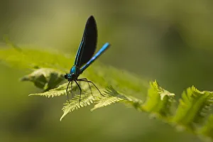Zygoptera Prints: Ebony jewelwing (Calopteryx maculata) New Brunswick, Canada, July