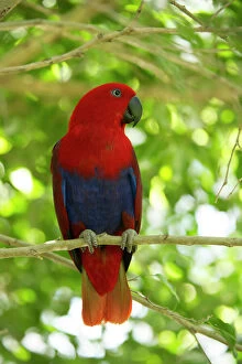 2019 August Highlights Gallery: Eclectus parrot (Eclectus roratus) female perched in a tree, The Wildlife Habitat Zoo