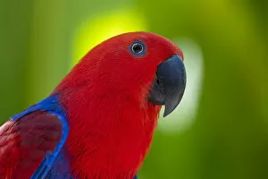 Psittacoidea Gallery: Eclectus parrot (Eclectus roratus). Captive, Bali Bird Park, Denpasar, Bali, Indonesia