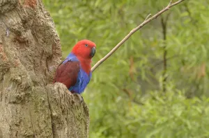 Eclectus parrot (Eclectus roratus) female at nest hollow, captive