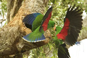 Eclectus parrot (Eclectus roratus) two males arrive at a nest cavity at the same time